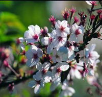 Sakura Avenue - Accommodation Port Hedland