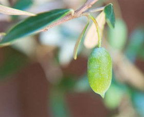 The Olive Shop - Milawa - Accommodation Port Hedland 1