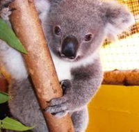 Cooberrie Park Wildlife Sanctuary - Accommodation Port Hedland