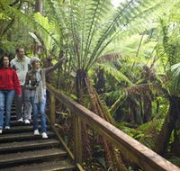 Otway Fly Treetop Adventures - Accommodation Port Hedland