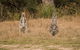 Mann River Nature Reserve - thumb 1