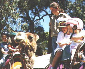 Calamunnda Camel Farm  - Accommodation Port Hedland 2
