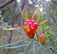 Glenbrook Native Plant Reserve and Nursery - Accommodation Port Hedland