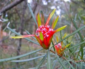 Glenbrook Native Plant Reserve And Nursery - Accommodation Port Hedland 0