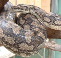 Armadale Reptile Centre - Accommodation Port Hedland