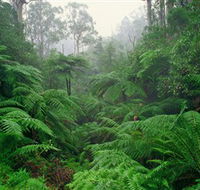 Tarra Bulga National Park - Accommodation Port Hedland