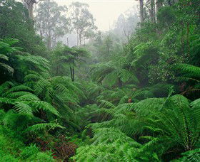 Tarra Bulga National Park - Accommodation Port Hedland 0