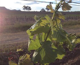 Drayton's Family Wines - Accommodation Port Hedland 1