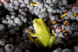 Normanby Wines - Accommodation Port Hedland 2