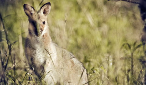 Richmond Range National Park - Accommodation Port Hedland 1