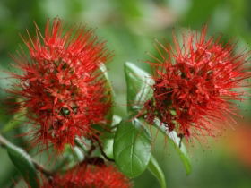 Hervey Bay Botanic Gardens - Accommodation Port Hedland 2