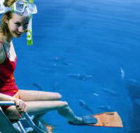 Roy Rufus Artificial Reef Dive Site - Accommodation Port Hedland