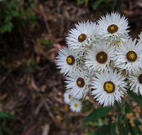 Hastings Forest Way touring route - Accommodation Port Hedland