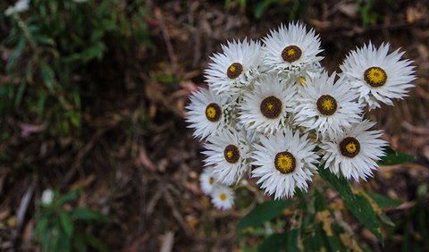 Hastings Forest Way Touring Route - Accommodation Port Hedland 0