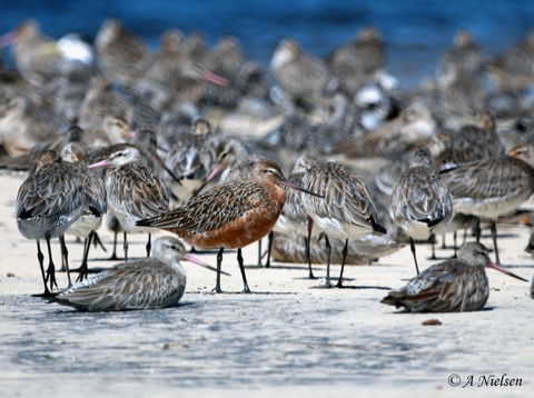 Cooloola Nature - Accommodation Port Hedland 0