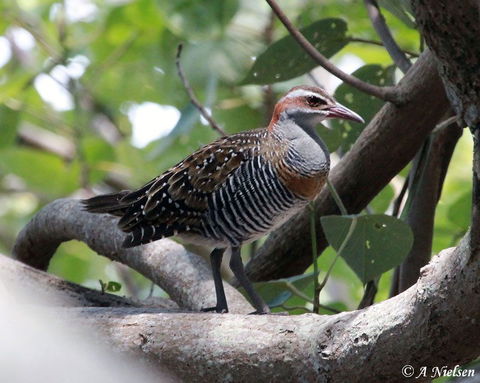 Cooloola Nature - Accommodation Port Hedland 1