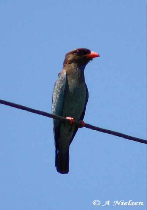 Cooloola Nature - Accommodation Port Hedland 2