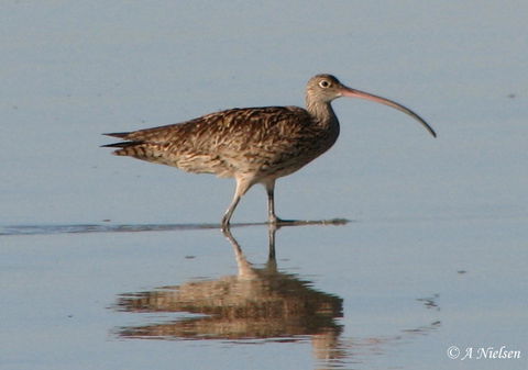 Cooloola Nature - Accommodation Port Hedland 3