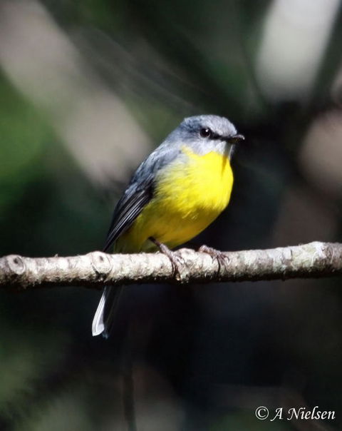 Cooloola Nature - Accommodation Port Hedland 4