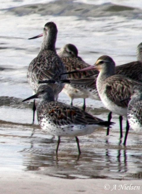 Cooloola Nature - Accommodation Port Hedland 5