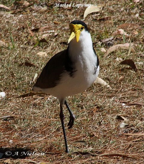 Cooloola Nature - Accommodation Port Hedland 6