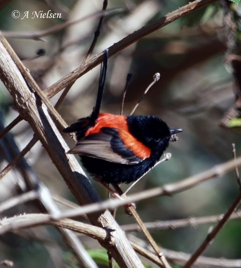 Cooloola Nature - Accommodation Port Hedland 7