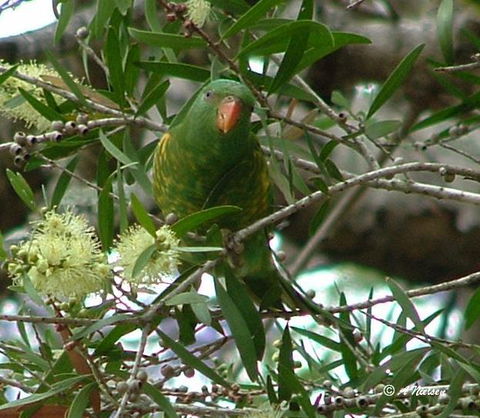 Cooloola Nature - Accommodation Port Hedland 8