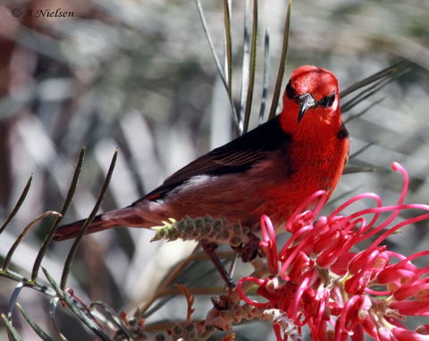 Cooloola Nature - Accommodation Port Hedland 9
