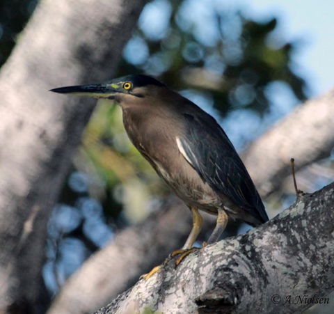 Cooloola Nature - Accommodation Port Hedland 10