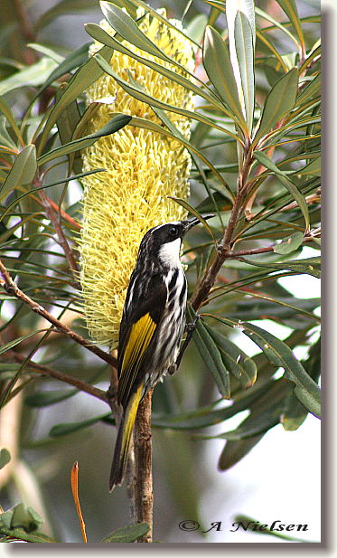 Cooloola Nature - Accommodation Port Hedland 11