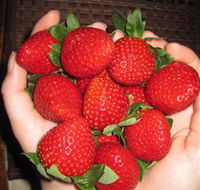 The Strawberry Farm - Accommodation Port Hedland