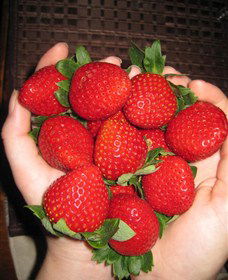 The Strawberry Farm - Accommodation Port Hedland 0
