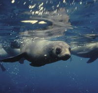 Wilsons Promontory Marine National Park - Accommodation Port Hedland