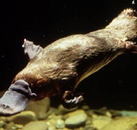 Platypus Pool - Accommodation Port Hedland