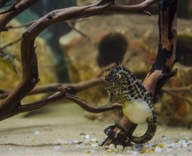 Irukandji Shark And Ray Encounters - Accommodation Port Hedland 2