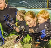 Irukandji Shark and Ray Encounters - Accommodation Port Hedland