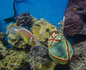 Irukandji Shark And Ray Encounters - Accommodation Port Hedland 6