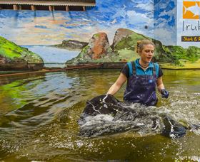 Irukandji Shark And Ray Encounters - Accommodation Port Hedland 7