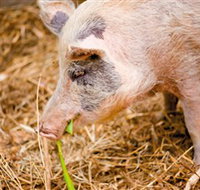 Djanbung Permaculture Gardens - Accommodation Port Hedland