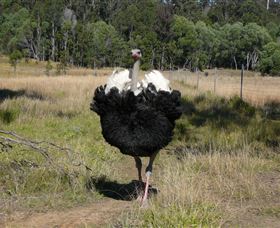 Glen Ian Ostrich And Emu Farm - Accommodation Port Hedland 1