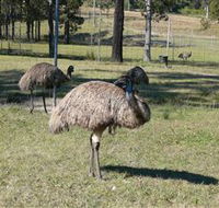 Glen Ian Ostrich and Emu Farm - Accommodation Port Hedland