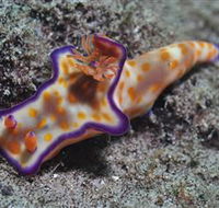 Curtain Artificial Reef Dive Site - Accommodation Port Hedland