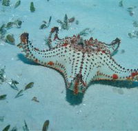 The Pines Dive Site - Accommodation Port Hedland