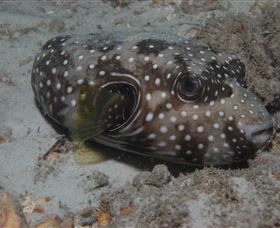 Tangalooma Wrecks Dive Site - Accommodation Port Hedland 2