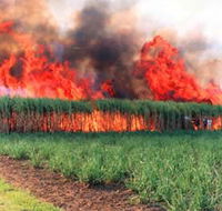 Reeves Family Sugar Cane Farm - Accommodation Port Hedland