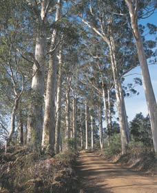 The Great Forest Trees Drive - Accommodation Port Hedland 1