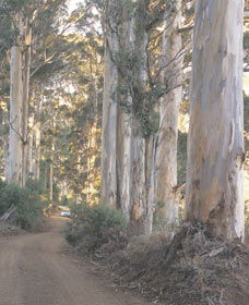 The Great Forest Trees Drive - Accommodation Port Hedland 3