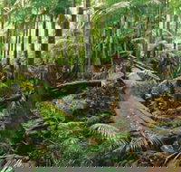 Wollumbin-Mount Warning National Park - Accommodation Port Hedland