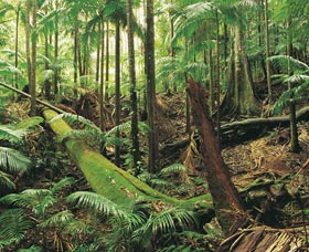 Wollumbin-Mount Warning National Park - Accommodation Port Hedland 0