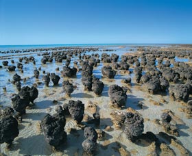 Hamelin Pool Stromatolites - Accommodation Port Hedland 0